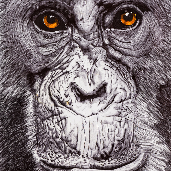 Face de singe 3 , bi