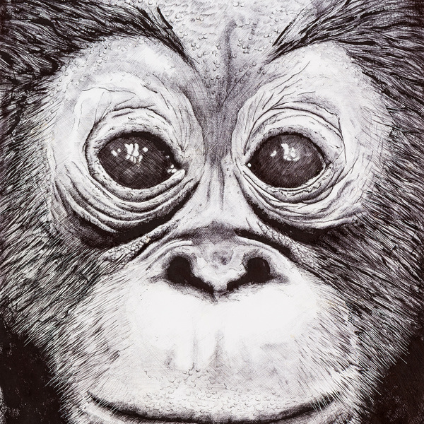 Face de singe 4