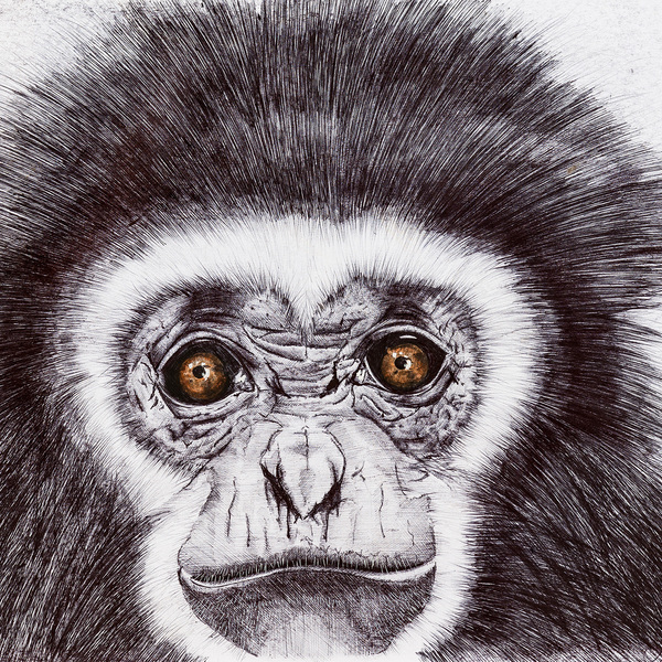 Face de singe 5