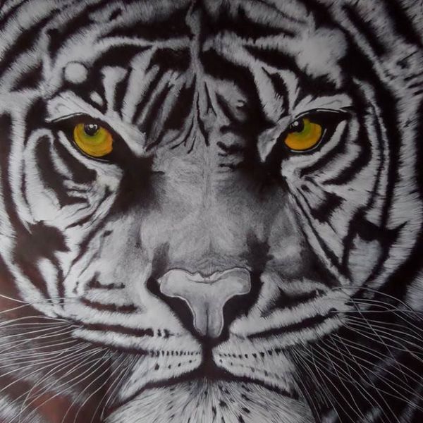 face de Tigre , bic